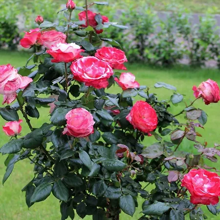 Kön * Zeltingen-Rachtig