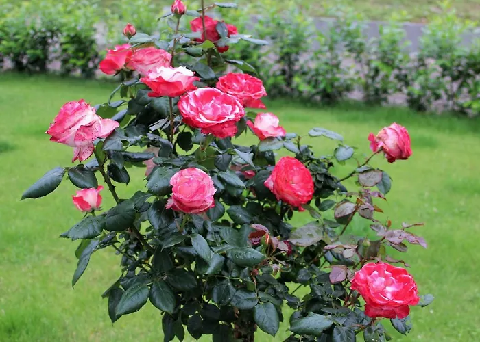 Gaestehaus Koen * זלטינגן-רכטינג